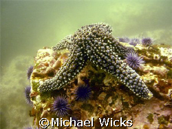 This was on a dive that was off the Santa Cruz Islands.  ... by Michael Wicks 